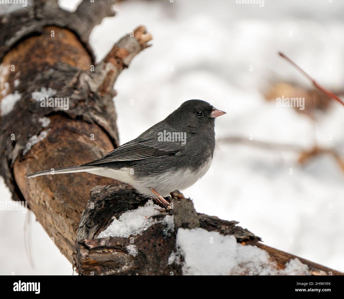 Uccello femminile Junco arroccato su un ramo che mostra piume grigio piume, testa, occhio, becco, piedi, con uno sfondo sfocato nel suo ambiente e habitat. Foto Stock