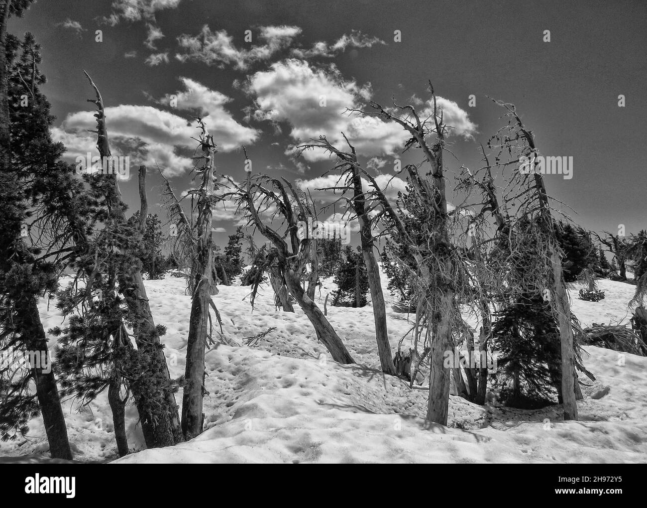 Alberi morti sulla cima del Monte Tumalo Foto Stock