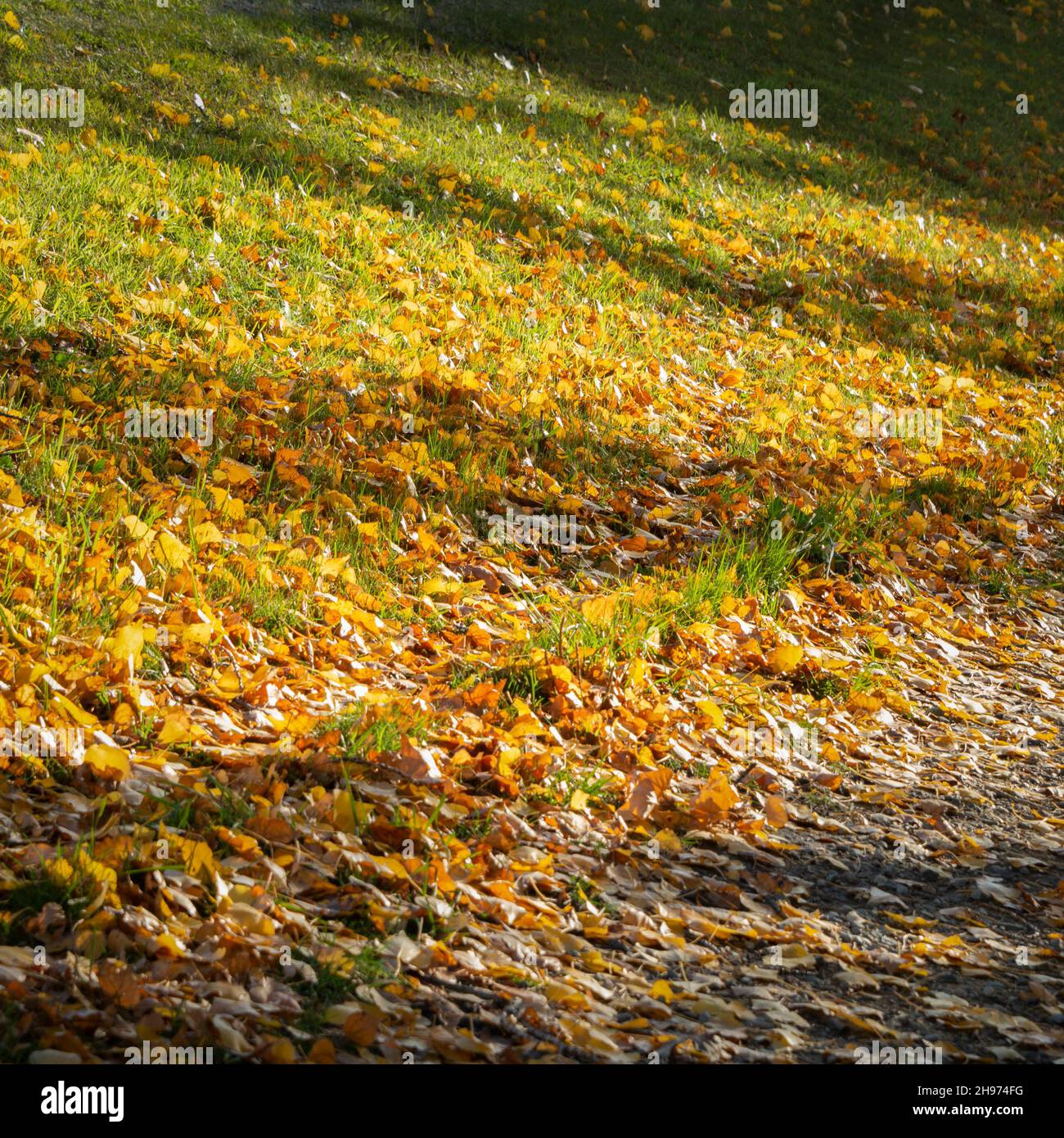 L'autunno d'oro lascia scintillanti sul terreno erboso, Otago, South Island. Formato verticale. Foto Stock