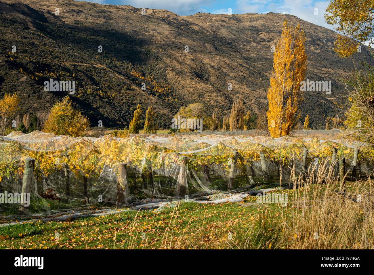 Paesaggio autunnale di vigneto con rete bianca per prevenire danni da uccelli e vento, regione di Otago, Isola del Sud della Nuova Zelanda Foto Stock