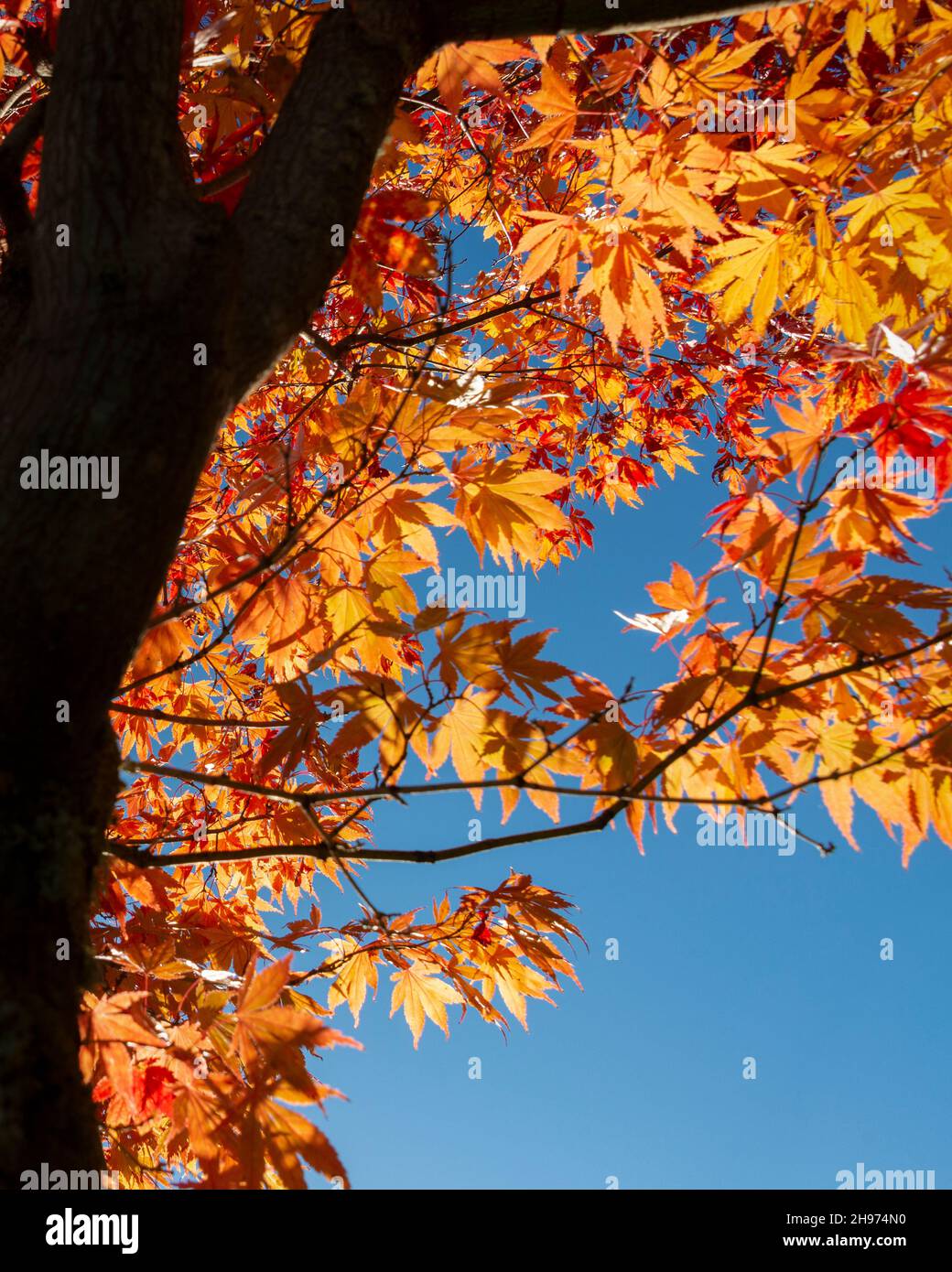 Alberi d'autunno dorati e luminosi contro un cielo blu, South Island. Formato verticale. Foto Stock