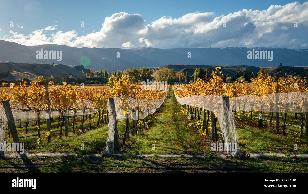 Paesaggio autunnale di vigneti dorati con colline ondulate sullo sfondo, Otago regione, South Island Foto Stock