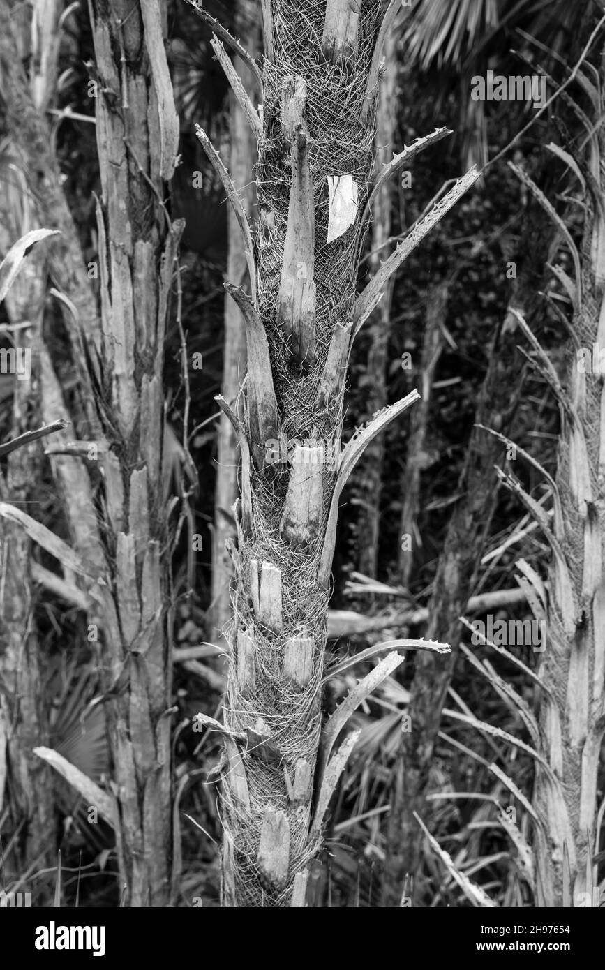 Gli alberi di Palmetto si erigono nella palude; l'area della Torre di Lookout di Pa-Hay-Okee, il Parco Nazionale di Everglades, Homestead, Florida, Stati Uniti. Foto Stock