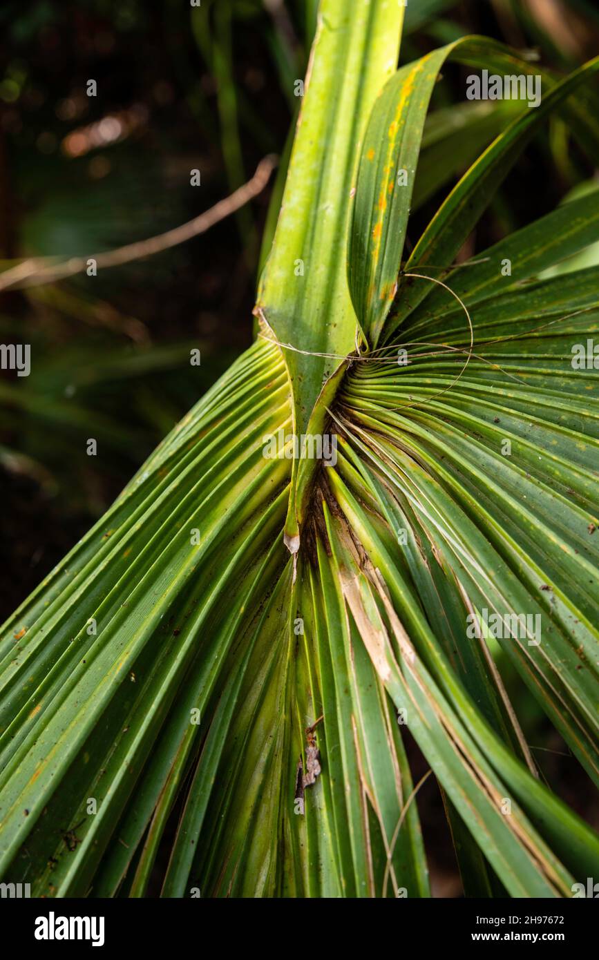 Gli alberi di Palmetto si erigono nella palude; l'area della Torre di Lookout di Pa-Hay-Okee, il Parco Nazionale di Everglades, Homestead, Florida, Stati Uniti. Foto Stock