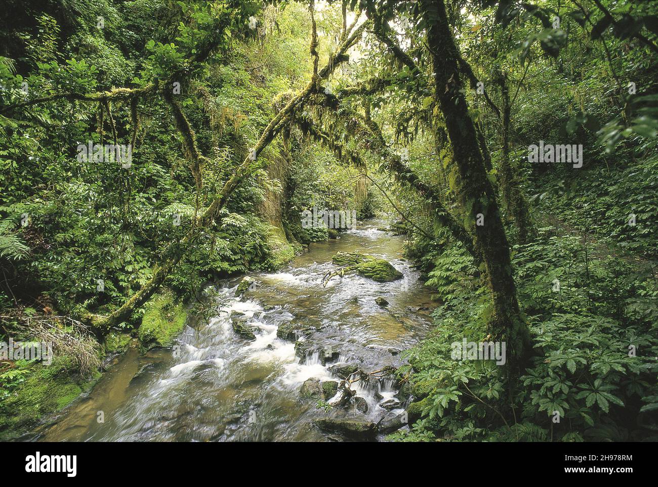 Foresta pluviale a Ruakuri Reserve , distretto di Waitomo nell'isola nord della Nuova Zelanda. Foto Stock