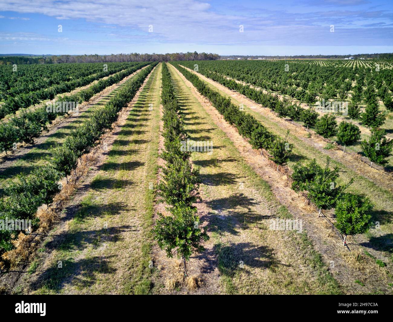 Antenna di giovani piantagioni di noci di macadamia su quelli che un tempo erano campi di canna da zucchero. Childers Queensland Australia Foto Stock
