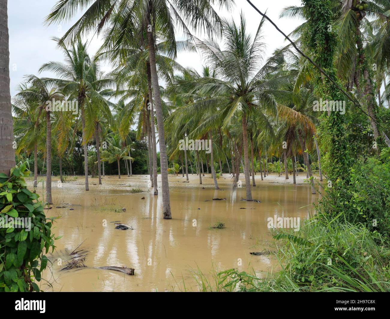 Acqua marrone allagò la terra nella piantagione di cocco, alluvione nella stagione delle piogge, Thailandia Foto Stock
