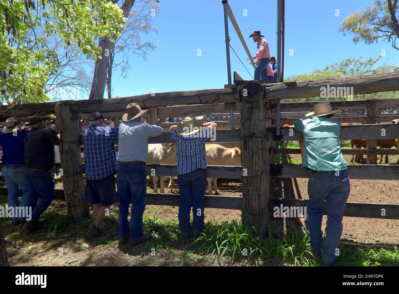 Lunedì vendite di bestiame a Gin Gin Queensland Australia Foto Stock