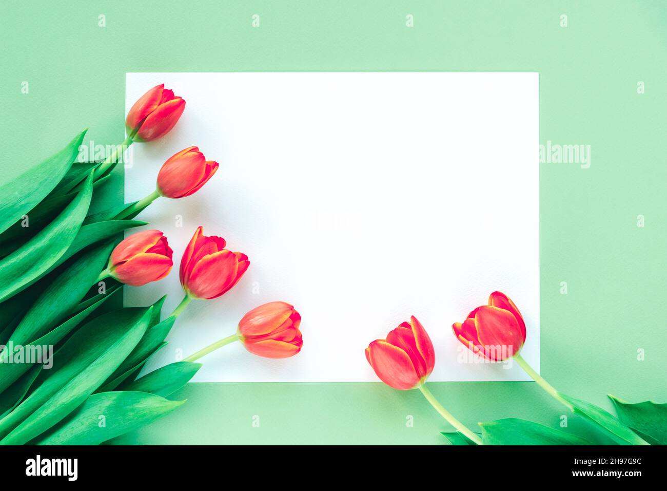 Tulipani rossi su foglio bianco su tavola verde. Sfondo festivo di primavera. Vista dall'alto, disposizione piatta, spazio di copia Foto Stock