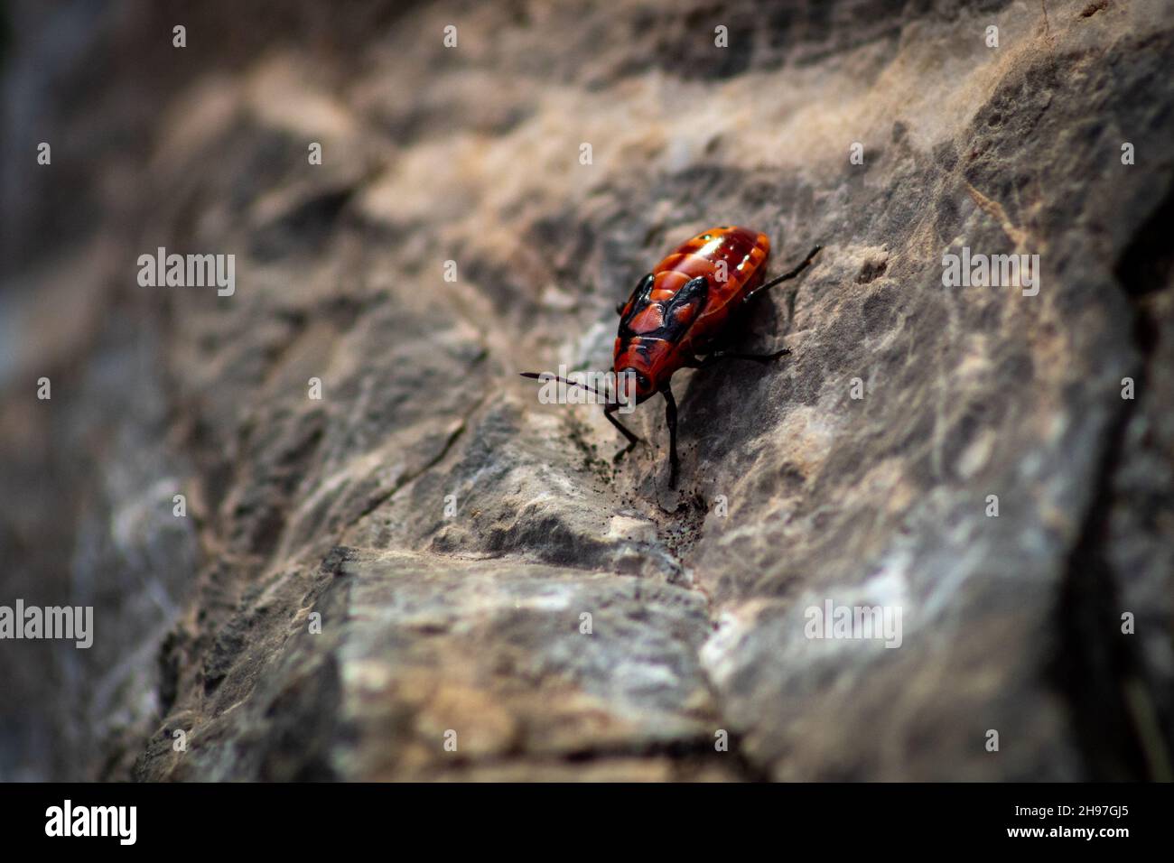 Un bug rosso impressionante è sulla roccia calda. Foto Stock