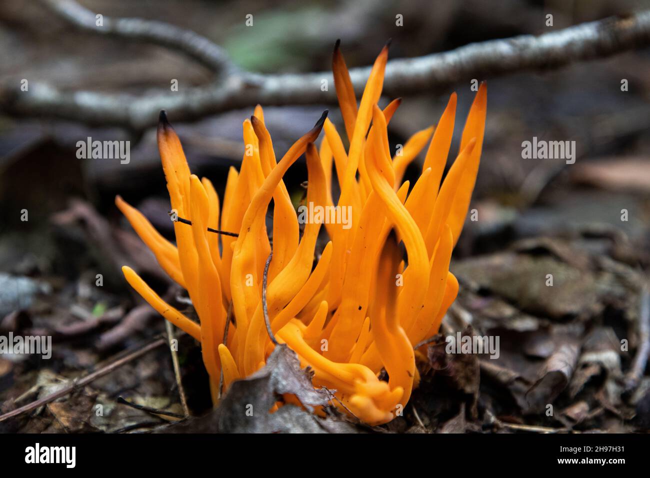 Un fuoco selettivo di funghi gialli staghorn sul terreno forestale Foto Stock
