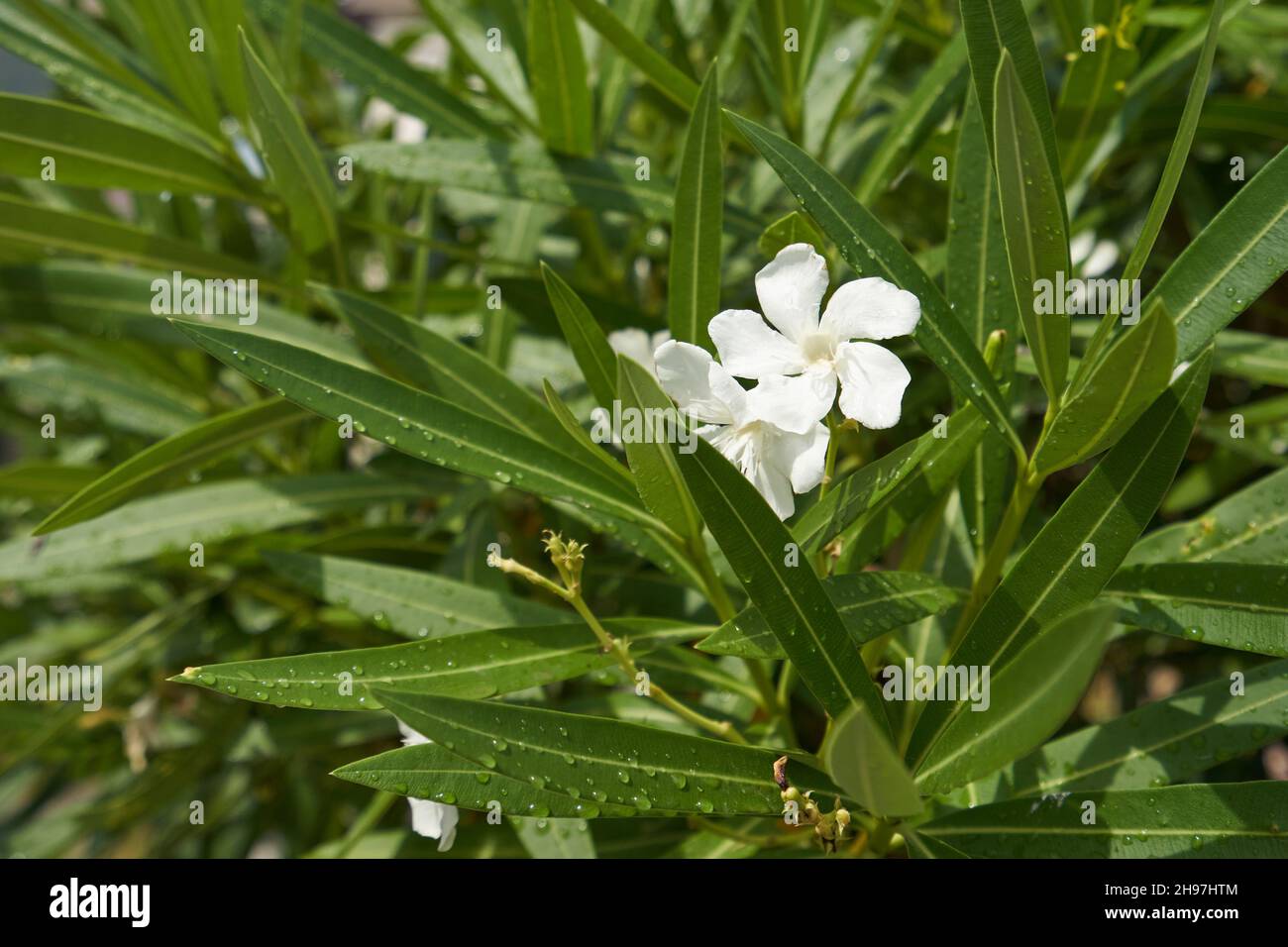 Fiore di oleandro bianco in foglie verdi, primo piano Foto stock - Alamy
