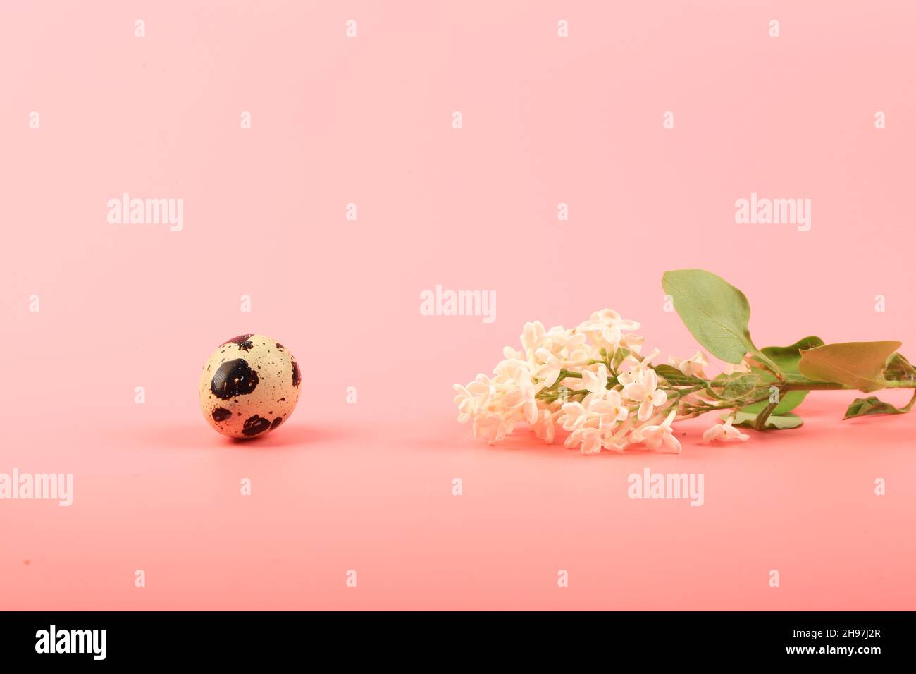 composizione primaverile di pasqua. uovo di quaglia e ramo di lilla bianca su sfondo rosa Foto Stock