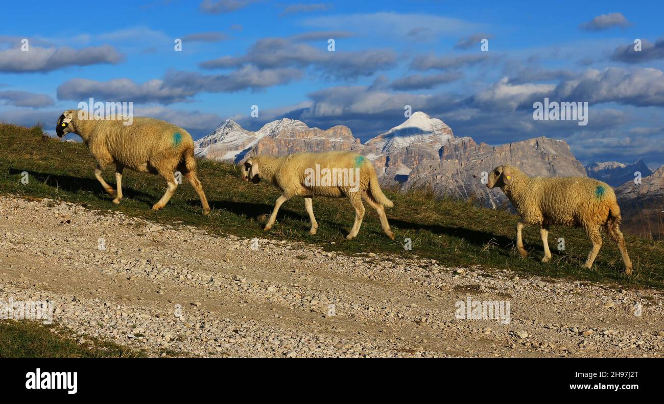 Schafe auf der Weide, Dolomiti, Trentino, Südtirol, Italien, Berge mit Schafen am Alpenpass Grödnerjoch Foto Stock