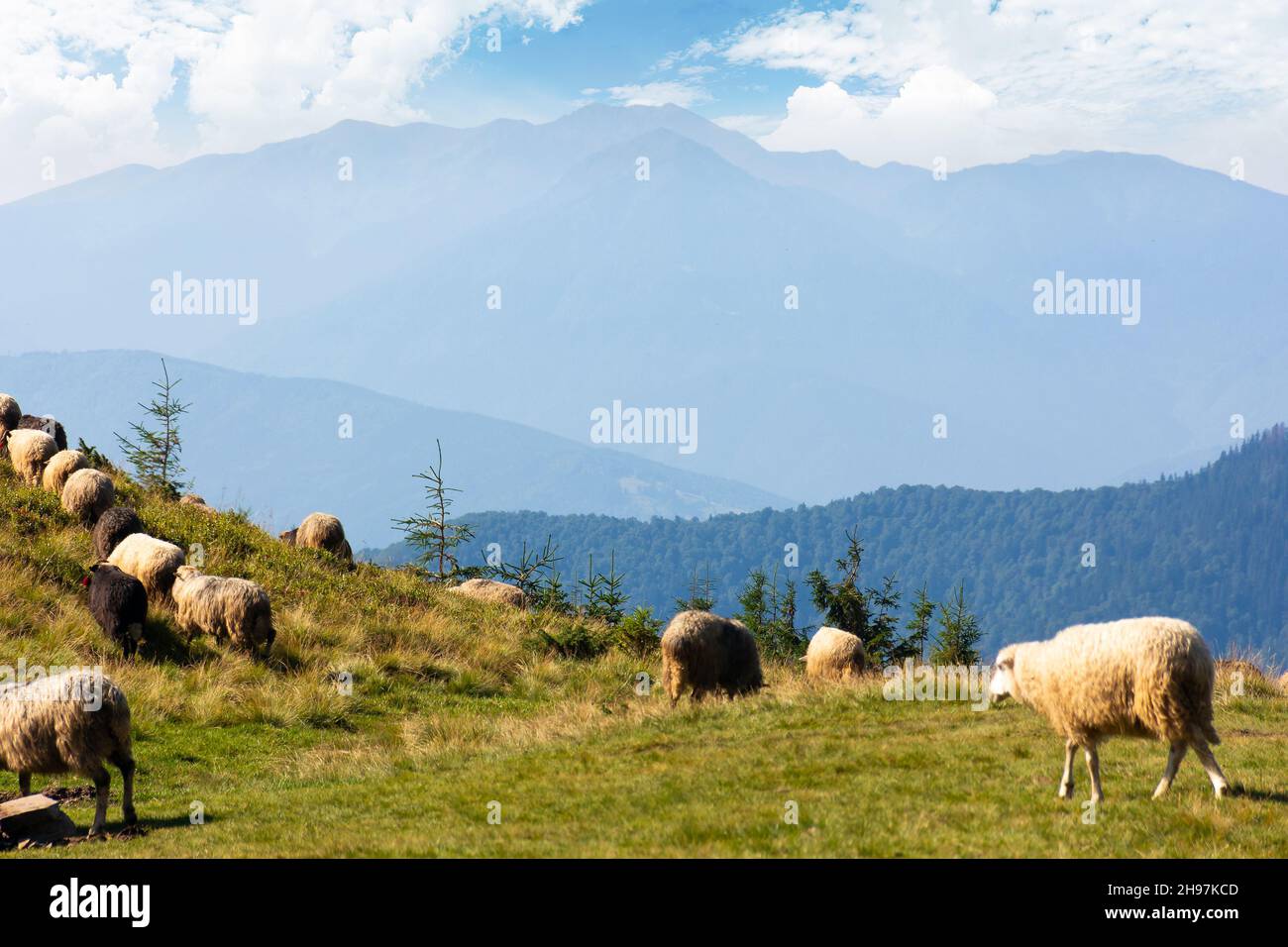 pecore sul prato in montagna. animali pascolo erba verde. paesaggio di campagna di carpazi in estate. crinale in lontananza. wea luminosa Foto Stock