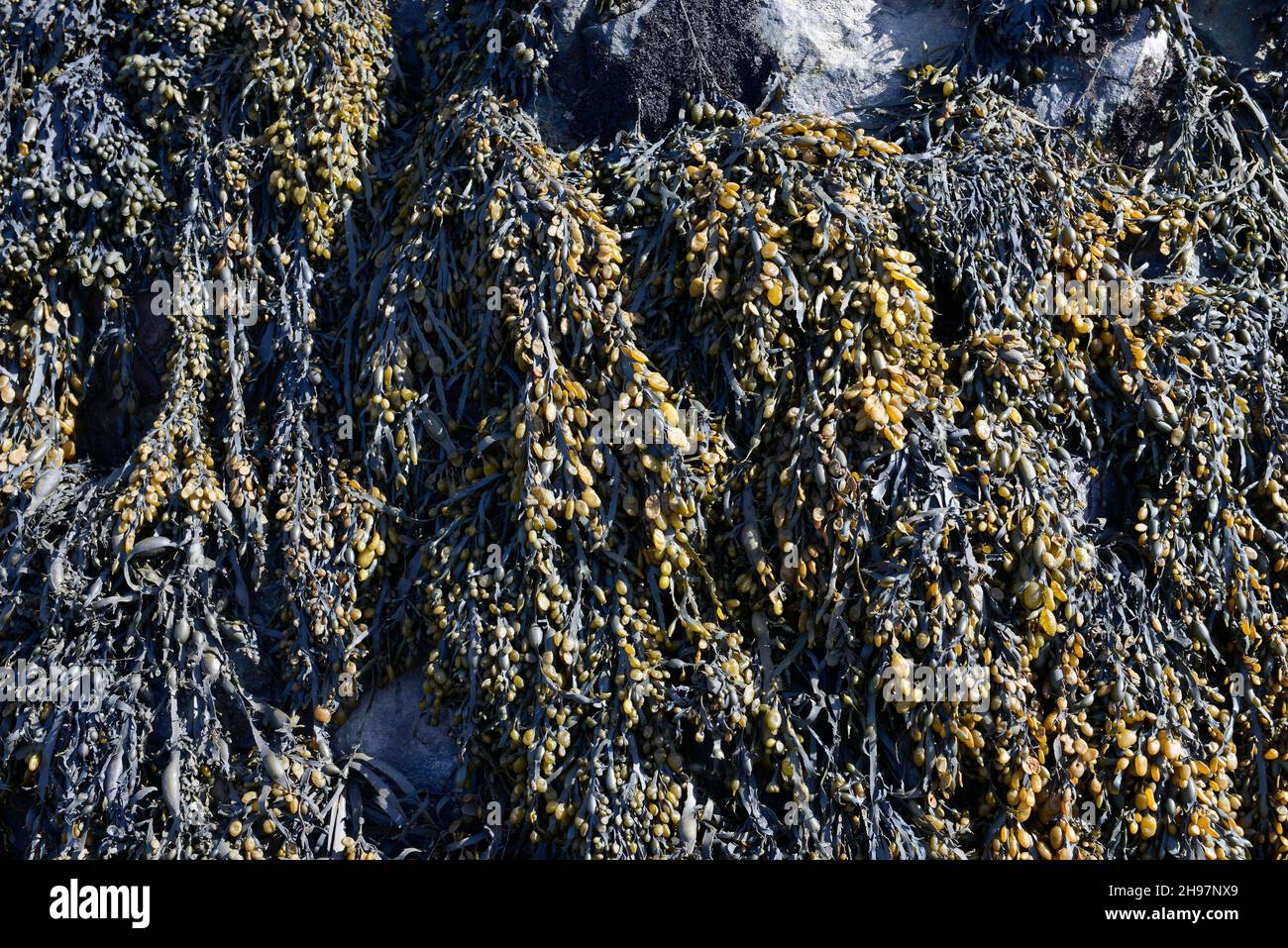 Vescica rack alghe esposte a bassa marea sulla costa rocciosa a Barry Island, Galles, Regno Unito Foto Stock