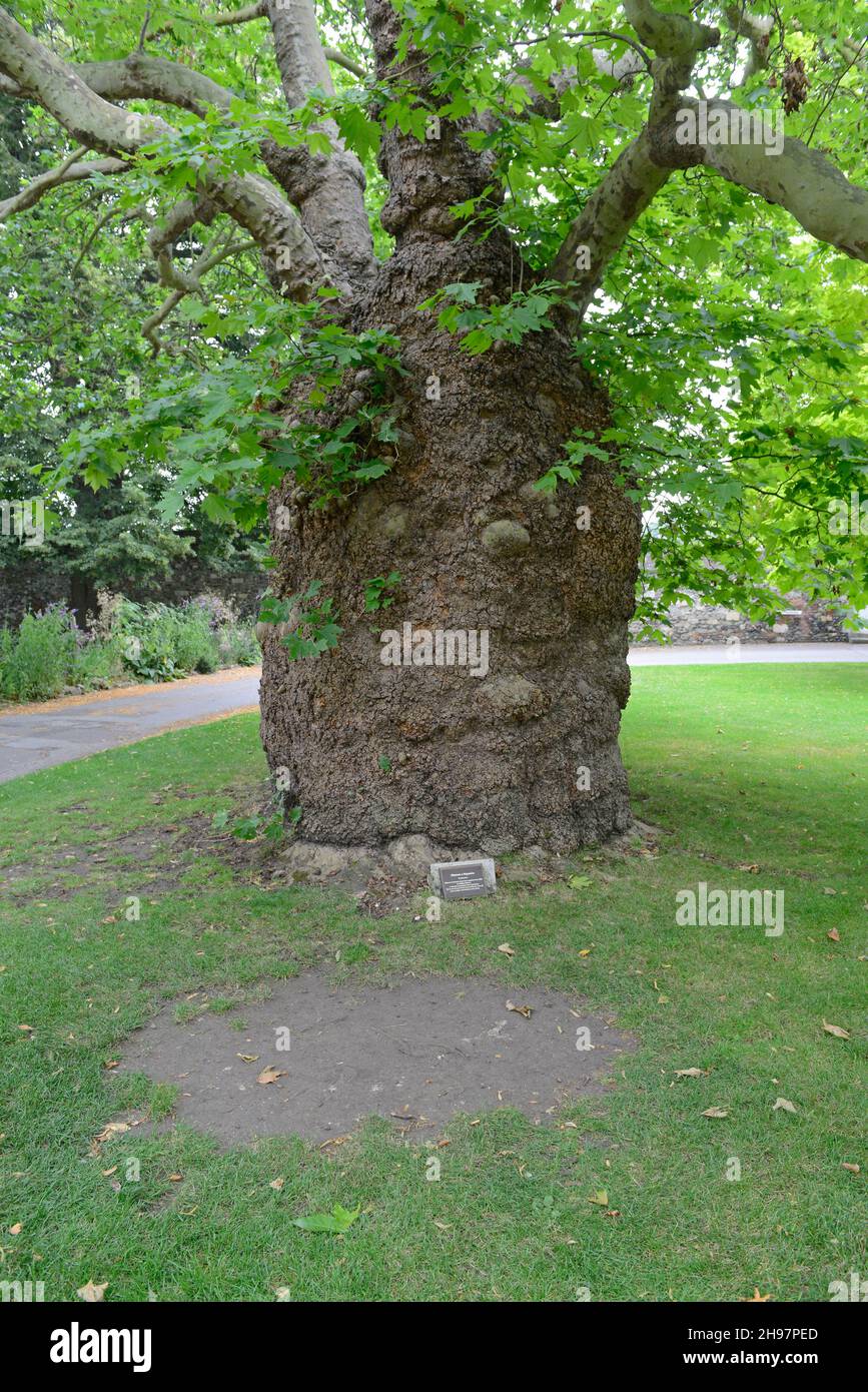 Un albero di aereo di baobab nel terreno della cattedrale di Canterbury, Kent, Regno Unito. Si ritiene che il tronco gonfio sia dovuto a un'infezione da virus. Foto Stock