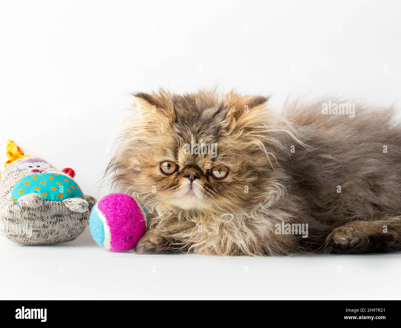 carino gattino persiano su sfondo bianco Foto Stock