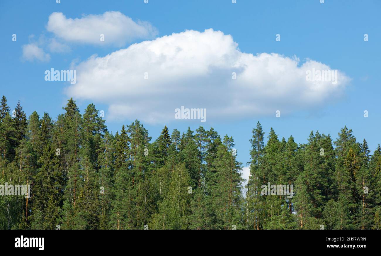 Foresta sempreverde di conifere a Summer , Finlandia Foto Stock