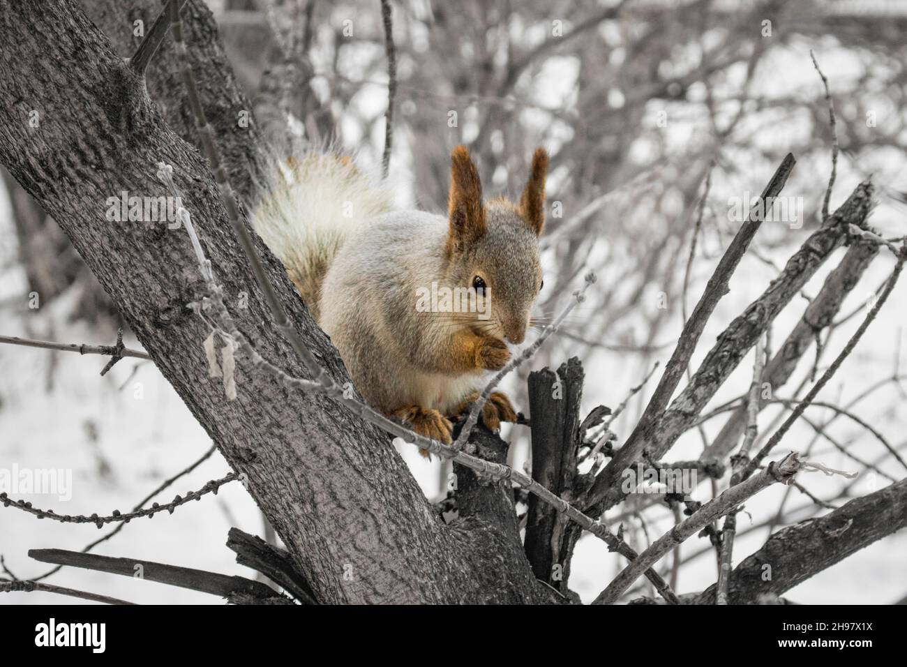 Lo scoiattolo siede su un albero e gnaws un dado. Animali selvatici in natura. Foto Stock