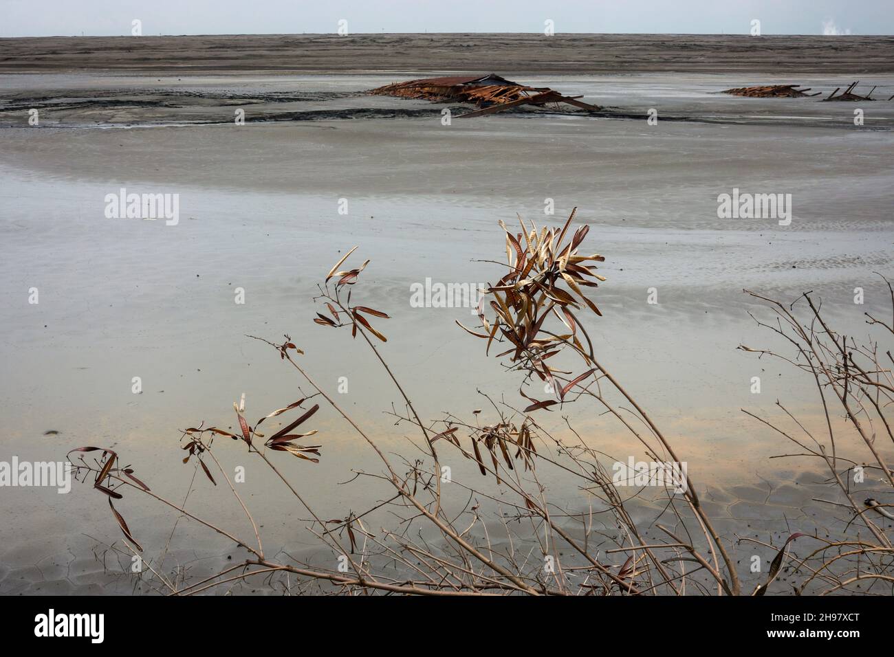 Lago di fango secco formato da eruzione di vulcano di fango con pianta morta in primo piano a Sidoarjo, Indonesia. Calamità naturali nell'industria petrolifera e del gas. Foto Stock
