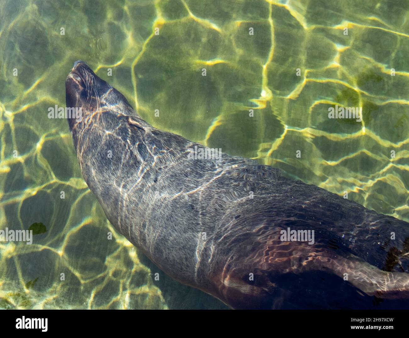 La foca marrone (Arctocephalus pusillus) nuota in acqua Foto Stock