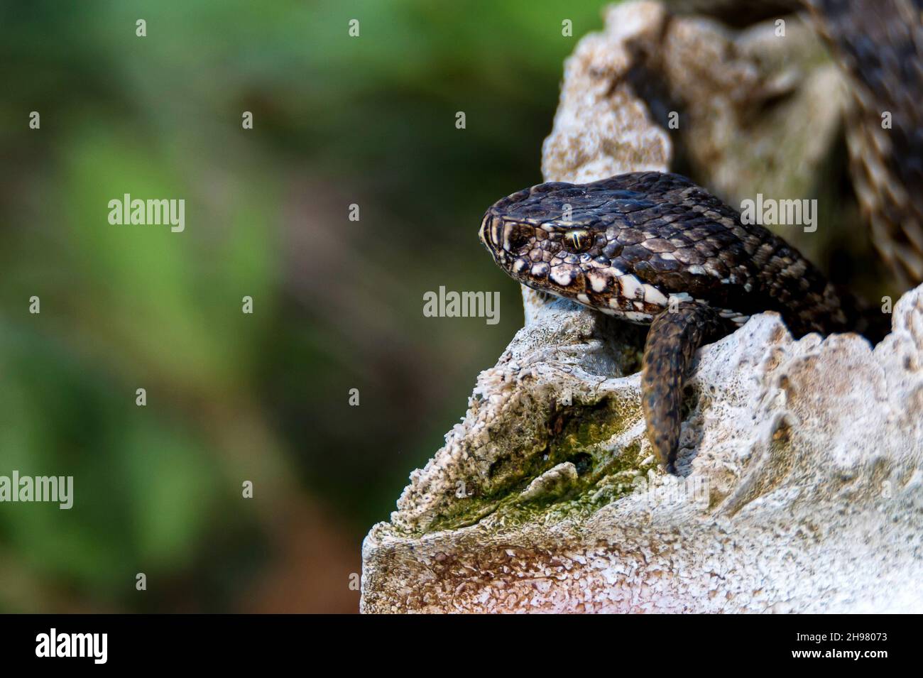 Testa e racconto di Viper Medio o Vipera renardi guardando fuori dalla grotta di pietra da vicino Foto Stock