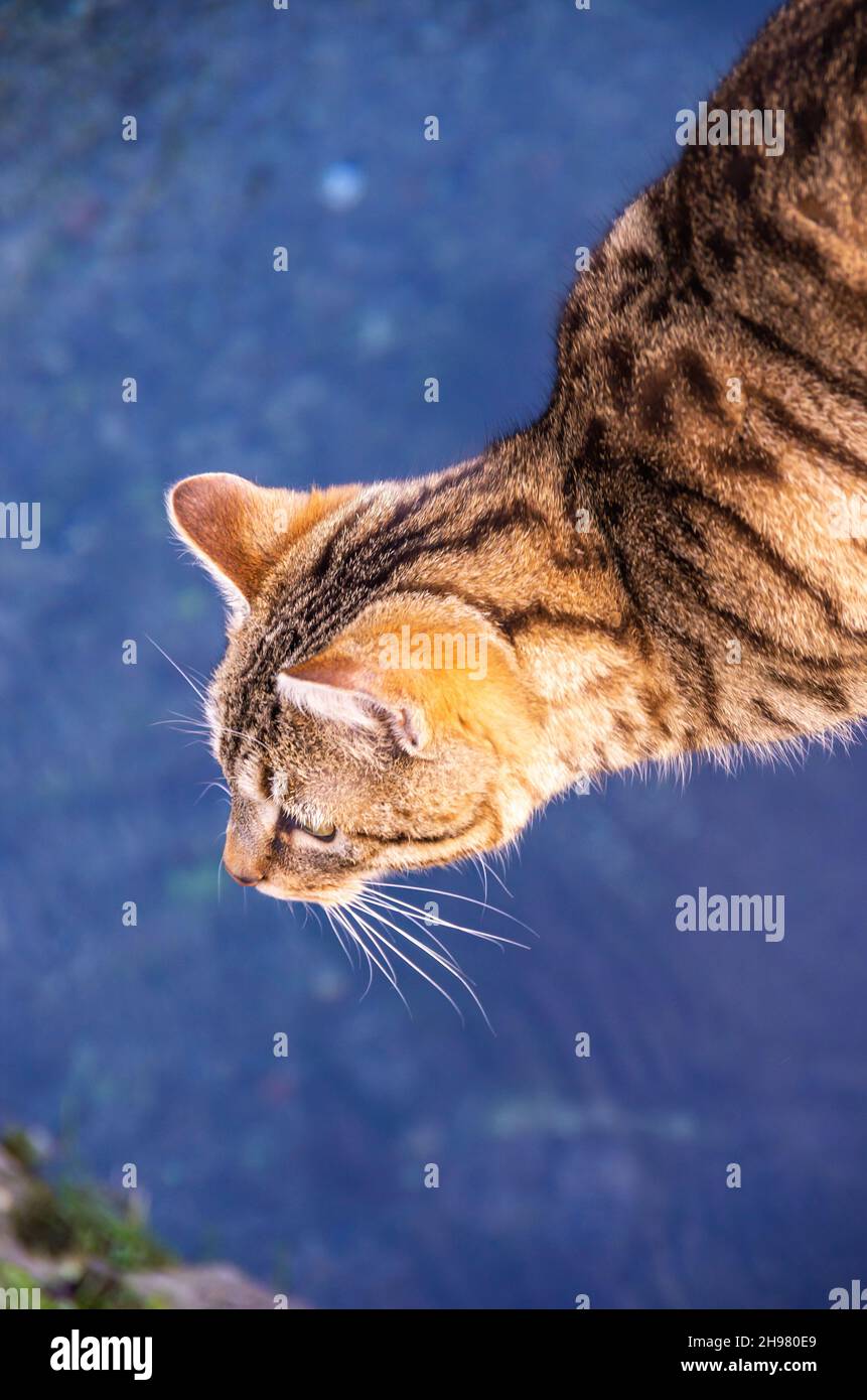 Un gatto domestico sta curiosamente guardando qualcosa sul lato di un corpo d'acqua e sta per saltare. Foto Stock