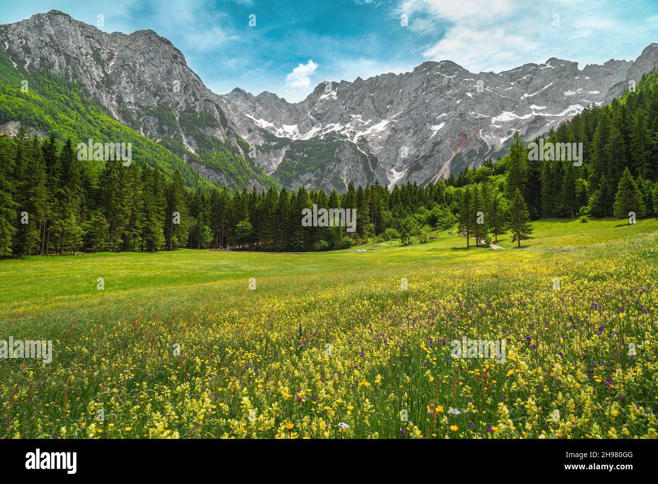 Incredibile coloratissimo prato estivo fiorito con pineta verde e alte montagne innevate sullo sfondo, valle di Jezersko, Alpi di Kamnik Savinja, Slovenia, Foto Stock