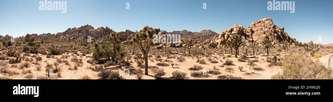 Grande paesaggio desertico nel Joshua Tree National Park, USA Foto Stock