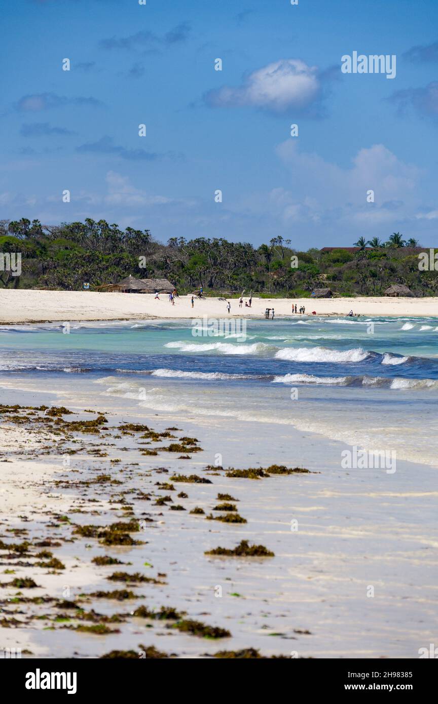 Vista lungo la spiaggia di Diani in bassa marea con le alghe lungo la riva, Kenya Foto Stock