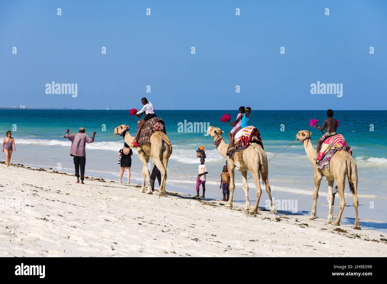 I bambini keniani si divertono a fare un giro in cammello su tre cammelli sulla spiaggia vicino all'oceano Indiano, Diani, Kenya Foto Stock