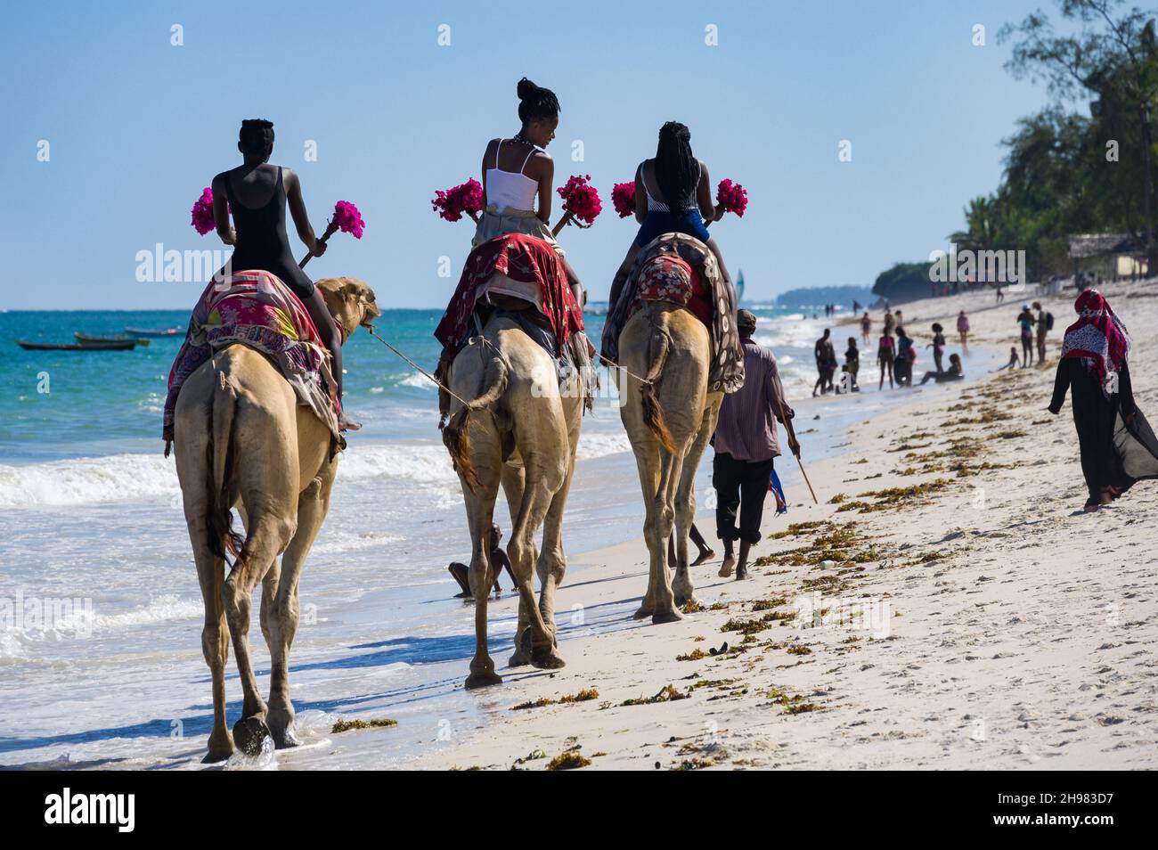 I bambini keniani si divertono a fare un giro in cammello su tre cammelli sulla spiaggia vicino all'oceano Indiano, Diani, Kenya Foto Stock