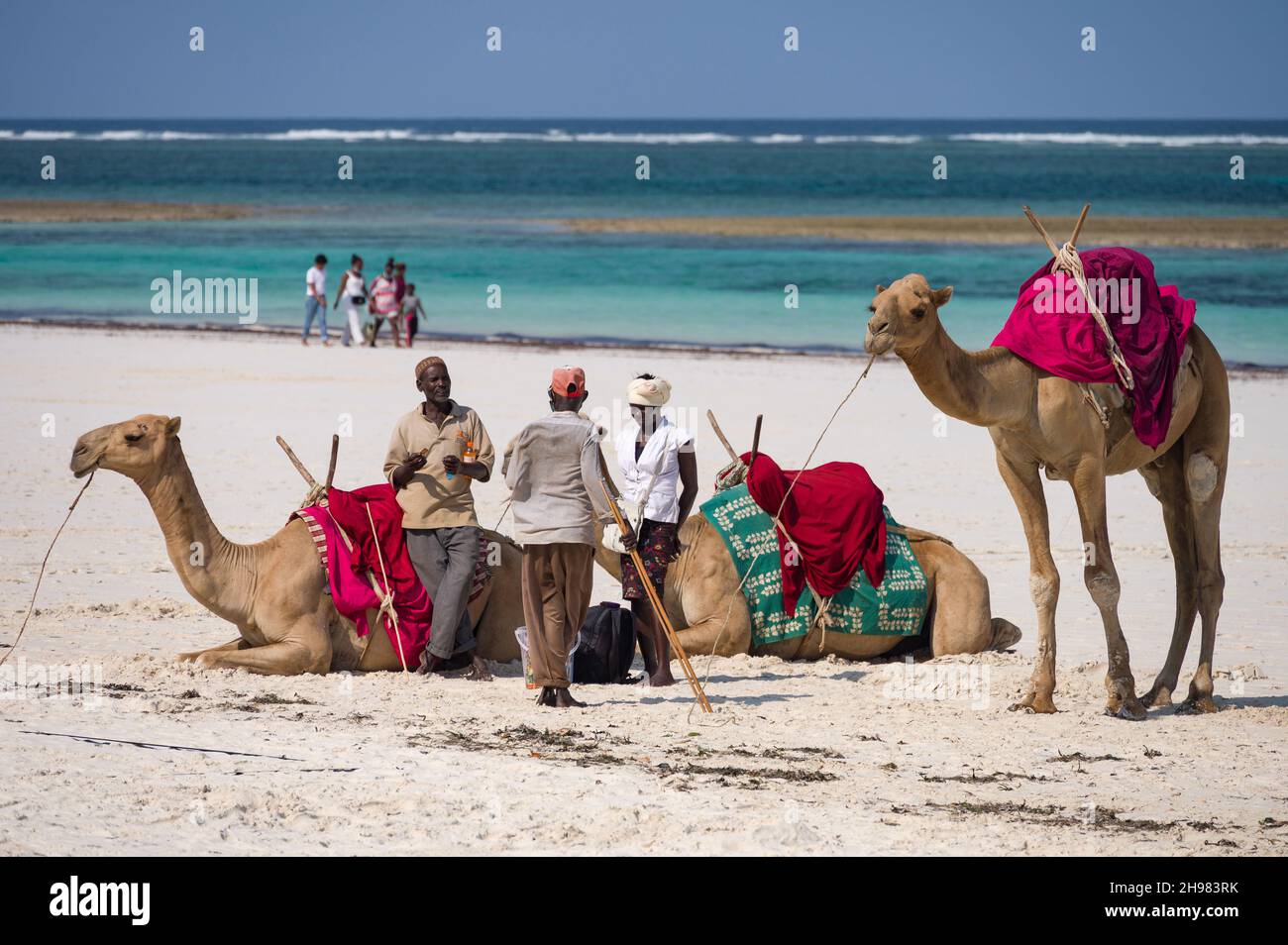 I kenioti locali parlano come i loro cammelli riposano sulla spiaggia di sabbia bianca con l'oceano indiano sullo sfondo, Diani, Kenya Foto Stock