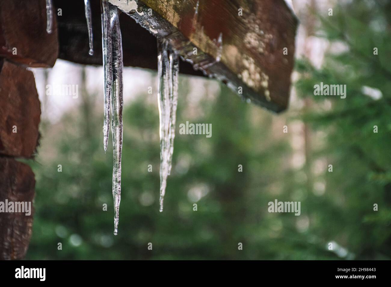 Ghiaccioli invernali appesi a un tetto di una vecchia casa in legno nella foresta con neve e abeti sfondo Foto Stock