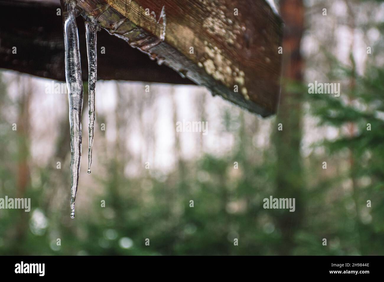 Ghiaccioli invernali appesi a un tetto di una vecchia casa in legno nella foresta con neve e abeti sfondo Foto Stock