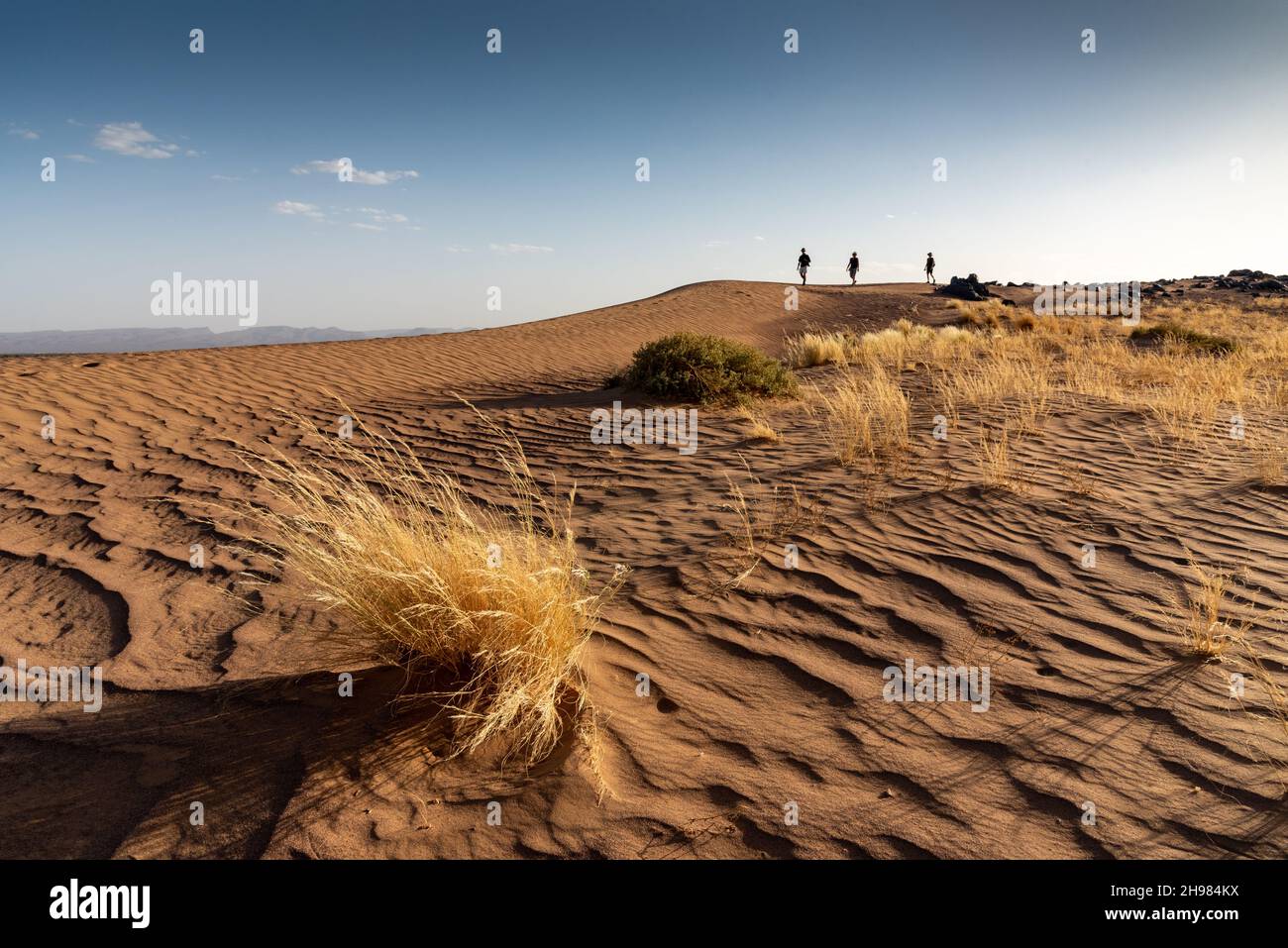 Nel deserto del Sahara in Marocco. Tre escursionisti sul crinale delle dune di sabbia. In primo piano, un cespuglio di erba secca è cresciuto sui solchi scavati da t Foto Stock