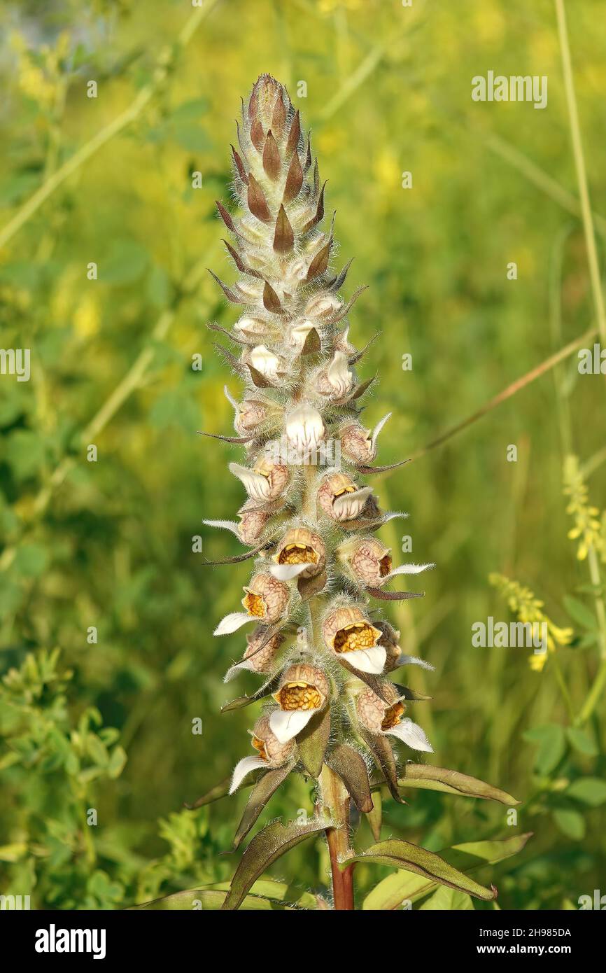 Primo piano verticale su un volgguanti di lana o di Grecia, Digitalis lanata, in un prato a Sofia , Bulgaria Foto Stock