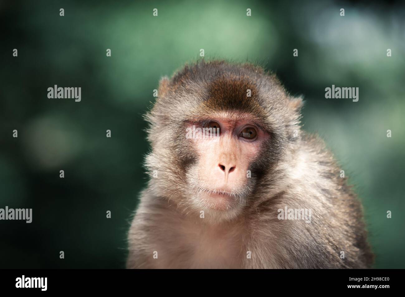 Ritratto di una scimmia macaque Rhesus (Macaca mulatta) su sfondo verde foresta, India. Fotografia animale Foto Stock