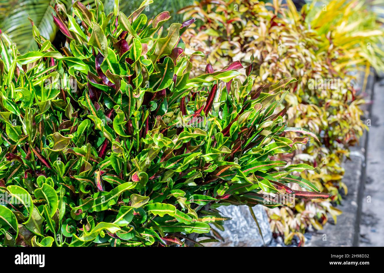 Croston colorato e lussureggianti cespugli tropicali paesaggistici in un giardino. Foto Stock