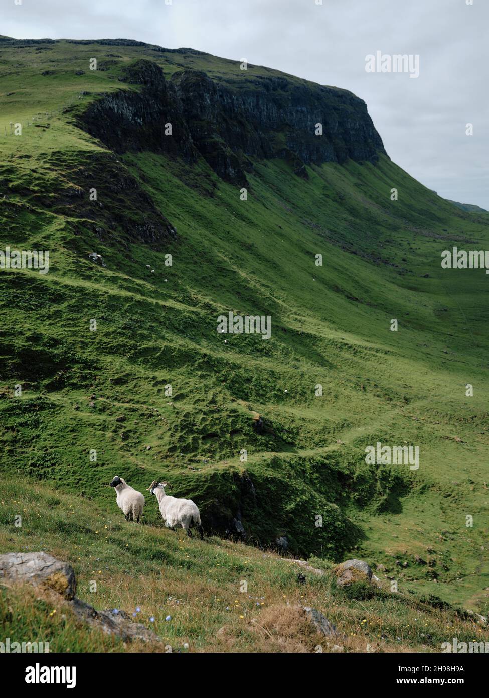 Pecore al pascolo delle drammatiche scogliere di Gribun Creag a Ghaill nel verde paesaggio di montagna estivo sull'isola di Mull, Inner Hebrides, Scozia Regno Unito Foto Stock