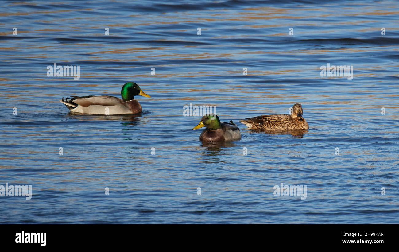 Le anatre di Mallard hanno visto nuotare in una delle lagune della Riserva Naturale di Pagham Harbour. Foto Stock