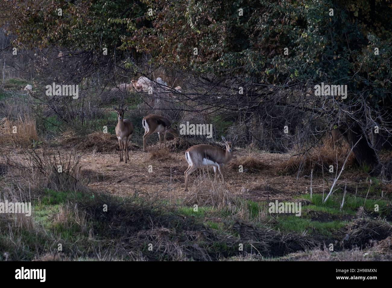 Le gazzelle di montagna che si erodono nella Valle di Gazelle descrisero come la prima riserva naturale urbana di Israele chiamata per un gregge di gazzelle della sottospecie Gazella che vivono in questa zona situata nel cuore di Gerusalemme, Israele Foto Stock