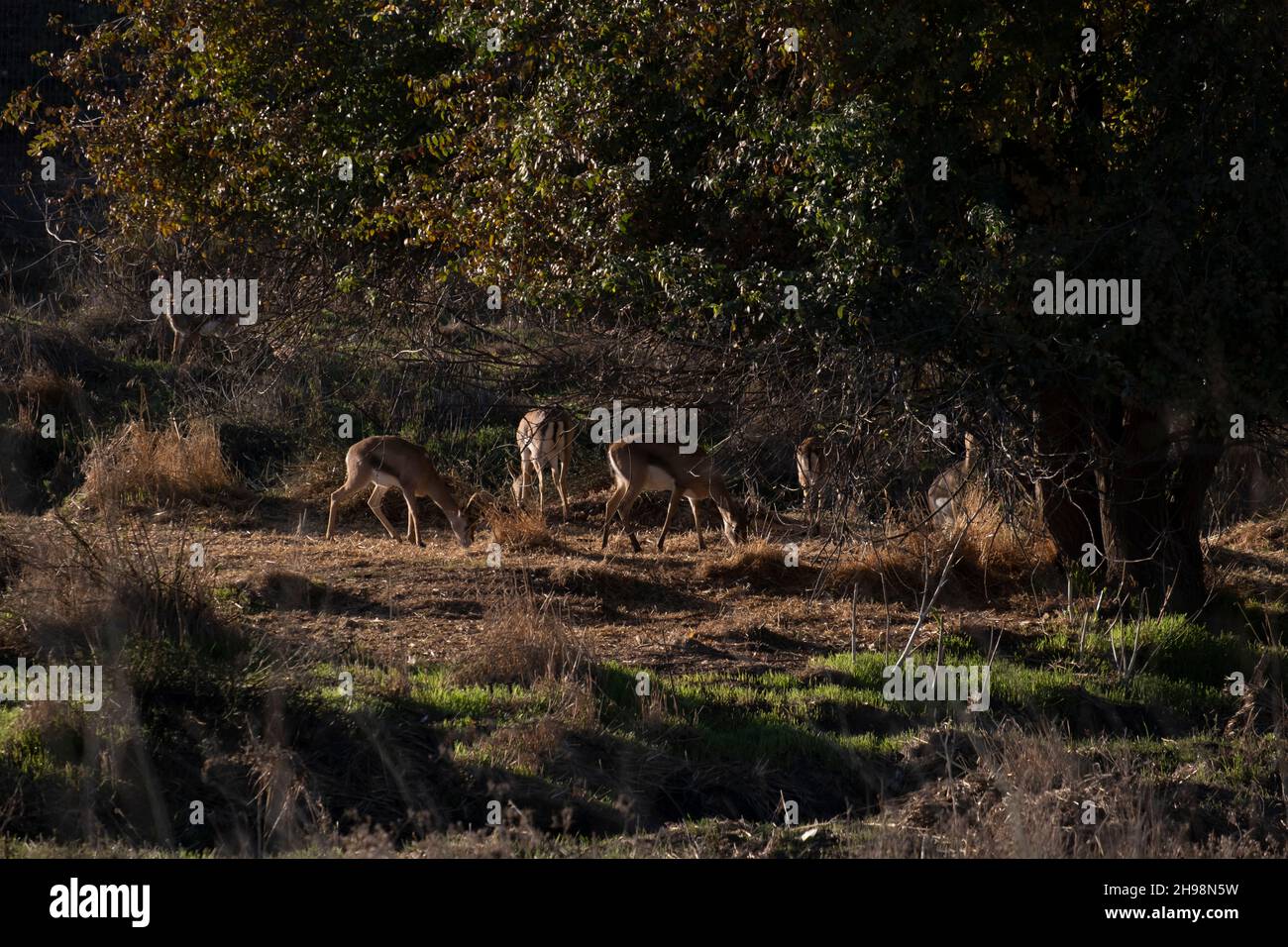 Le gazzelle di montagna che si erodono nella Valle di Gazelle descrisero come la prima riserva naturale urbana di Israele chiamata per un gregge di gazzelle della sottospecie Gazella che vivono in questa zona situata nel cuore di Gerusalemme, Israele Foto Stock