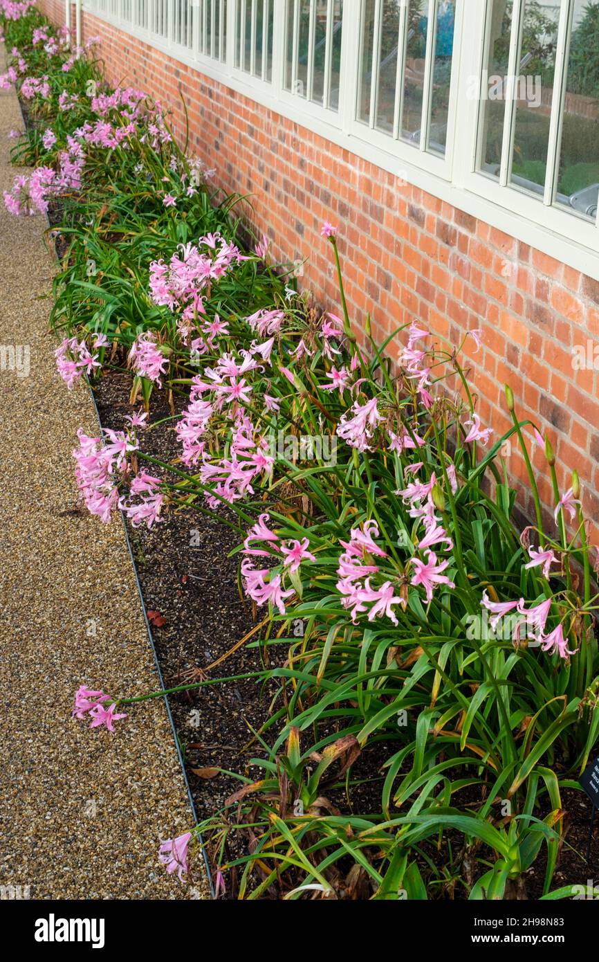 Nerine Bowdenii 'Bianca Perla' Nowden Lily fioritura accanto alla serra presso RHS Bridgewater Gardens, Worsley, Salford, Manchester, Regno Unito nel mese di ottobre Foto Stock