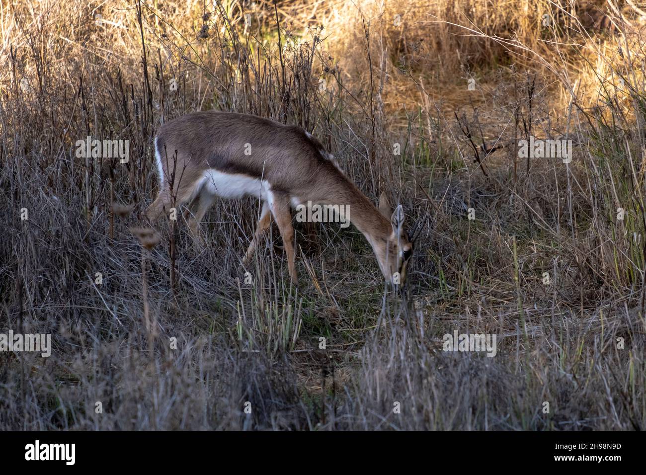 Le gazzelle di montagna nella Valle di Gazelle descrisero come la prima riserva naturale urbana di Israele chiamata per un gregge di gazzelle della sottospecie Gazella che vivono in questa zona situata nel cuore di Gerusalemme, Israele Foto Stock