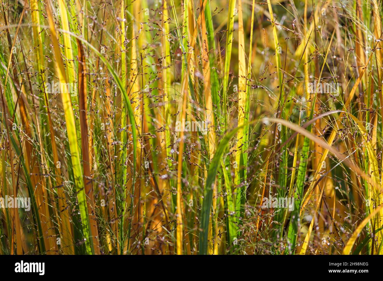 Panicum Virginatum 'Northwind' (erba alta switch) in autunno nel giardino del Regno Unito Foto Stock