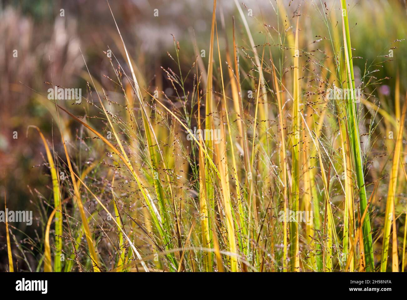 Panicum Virginatum 'Northwind' (erba alta switch) in autunno nel giardino del Regno Unito Foto Stock