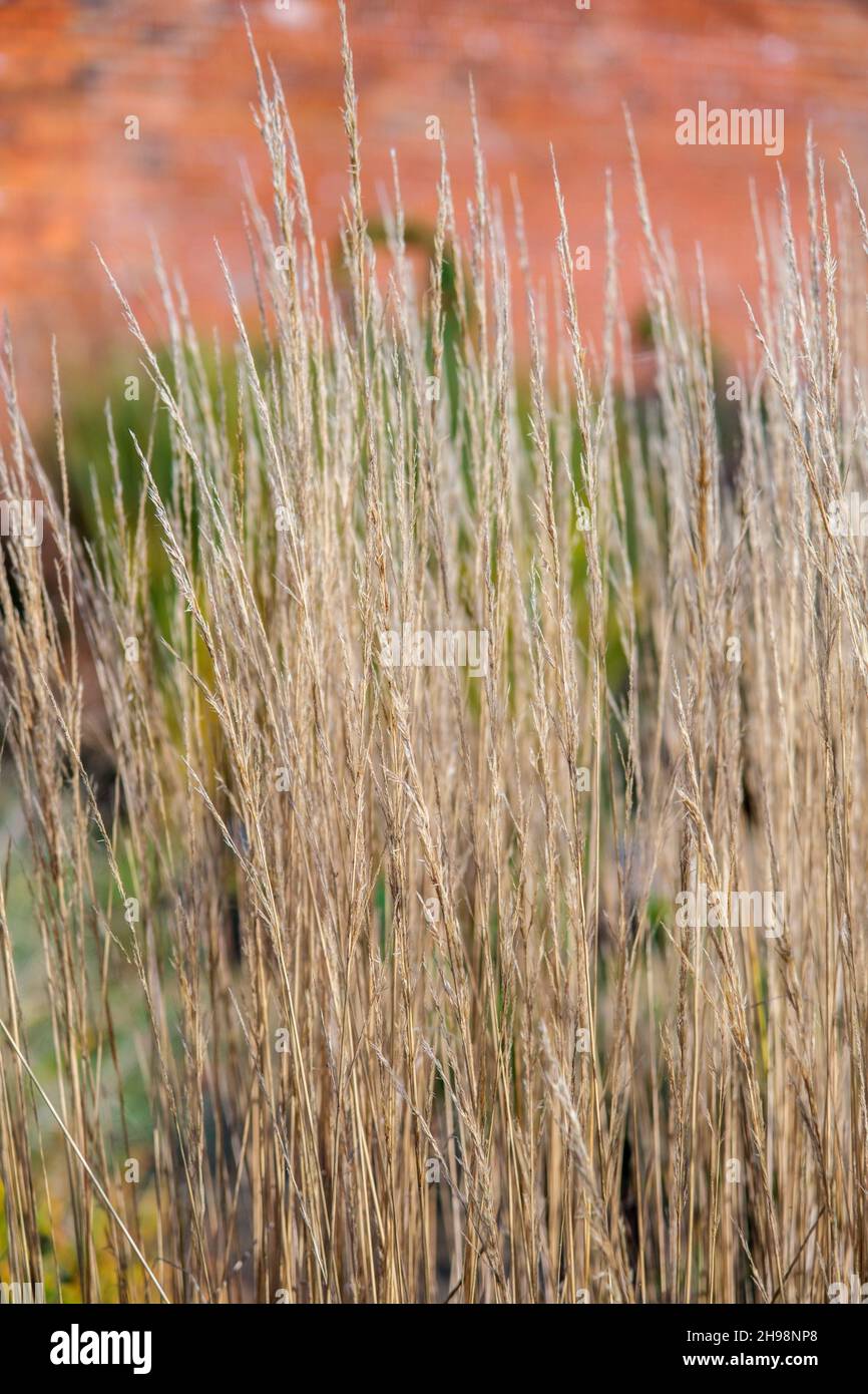 Calamagrostis x acutiflora 'Karl Foerster' (piume d'erba) in autunno nel giardino del Regno Unito Foto Stock