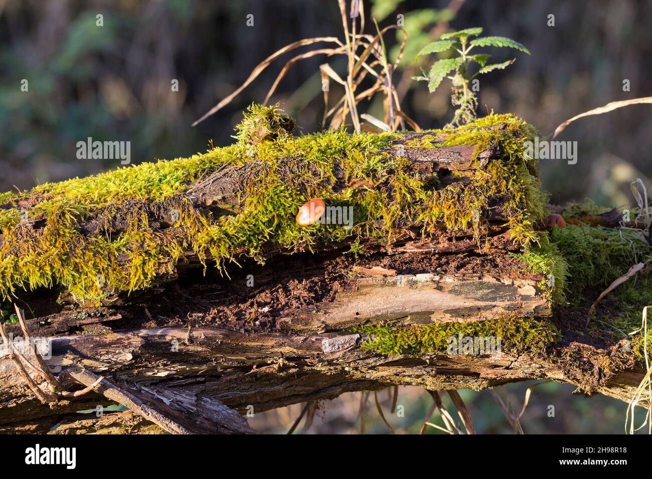 Muschio coperto trunk albero caduto rotto fine con singolo piccolo arancio funghi che crescono dal lato che assomiglia ad un umido cappello a cupola alcuni spazio copia superiore sinistra Foto Stock